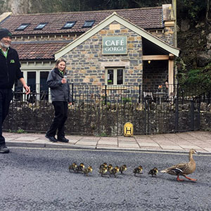 Ducks on the march outside the Gorge Cafe