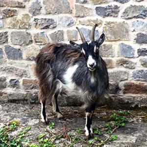Goat outside Cafe Gorge